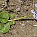 Pentanisia prunelloides latifolia - Photo (c) Kate Braun, algunos derechos reservados (CC BY-NC), subido por Kate Braun