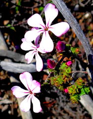 Acmadenia tetragona