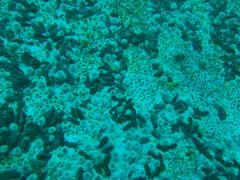 Pentacta doliolum