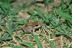 Leptodactylus mystacinus