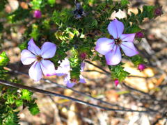 Acmadenia tetragona
