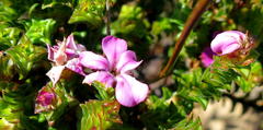 Acmadenia tetragona