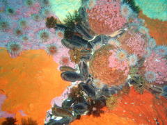 Pentacta doliolum