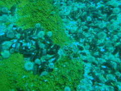 Pentacta doliolum