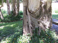 Ficus destruens