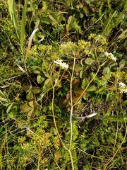 Cenolophium denudatum