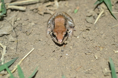 Leptodactylus mystacinus