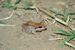 Leptodactylus mystacinus