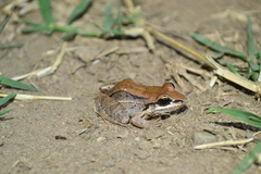 Leptodactylus mystacinus