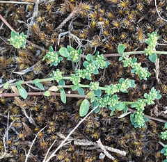 Corrigiola litoralis