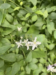 Clematis flammula