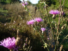Centaurea stoebe australis
