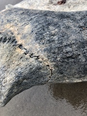 Eschrichtius robustus