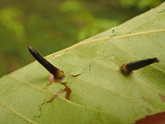 Caryomyia subulata