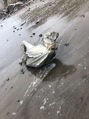 Eschrichtius robustus