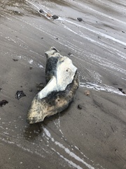 Eschrichtius robustus