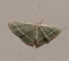 Mixocera albilineata