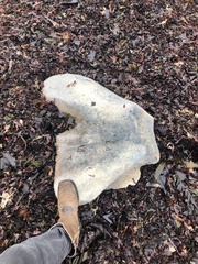 Eschrichtius robustus