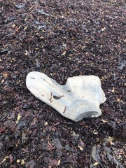 Eschrichtius robustus