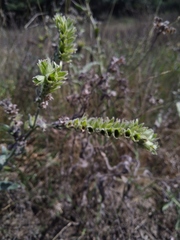 Anchusa leptophylla