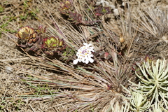 Iberis procumbens