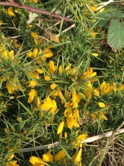 Ulex gallii