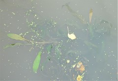Potamogeton alpinus