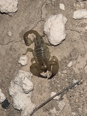 Anuroctonus phaiodactylus