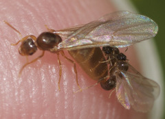 Brachymyrmex depilis