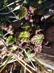 Rubus geoides