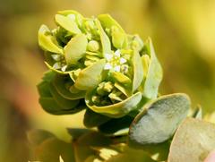 Thesium euphorbioides