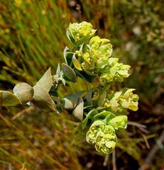 Thesium euphorbioides