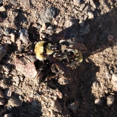 Bombus fervidus