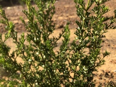 Cyanothamnus occidentalis