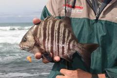 Dichistius multifasciatus