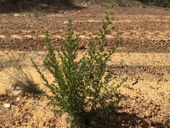 Cyanothamnus occidentalis