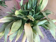 Aspidistra elatior