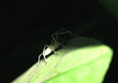 Cheiracanthium vansoni