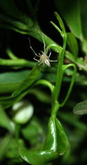 Cheiracanthium vansoni