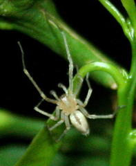 Cheiracanthium vansoni