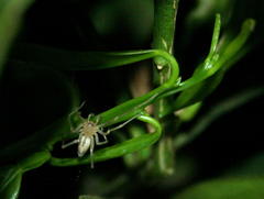 Cheiracanthium vansoni