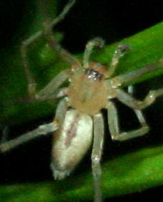 Van Son's Long-legged Sac Spider