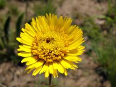 Berkheya speciosa lanceolata