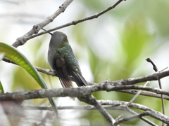 Haplophaedia aureliae