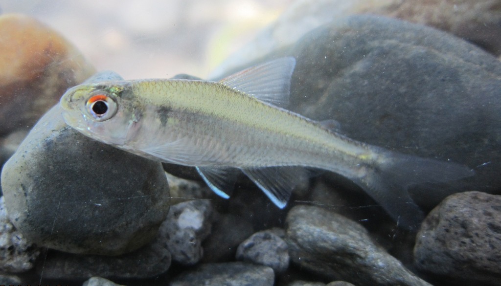 Colombian Characin