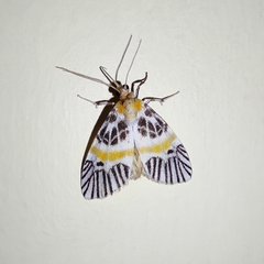 Indiania eccentropis