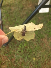 Myzinum obscurum