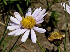 Afroaster serrulatus