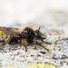 Laphria flava - Photo (c) Ralph Martin, some rights reserved (CC BY-NC-ND), uploaded by Ralph Martin