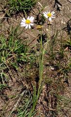 Afroaster serrulatus
